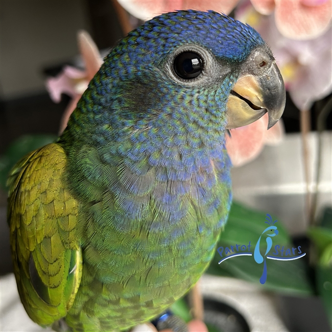 blue  headed parrot