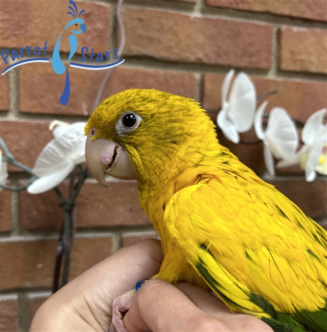 Golden shops parakeet for