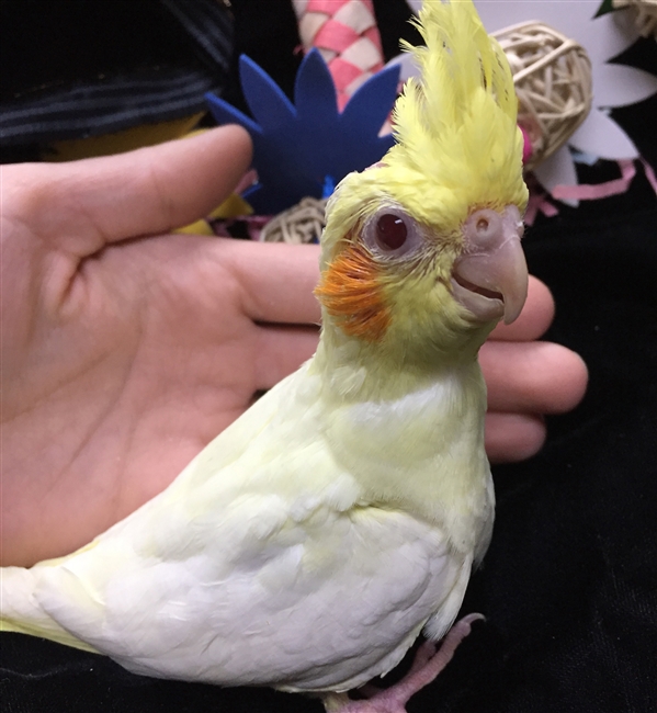 baby lutino cockatiel