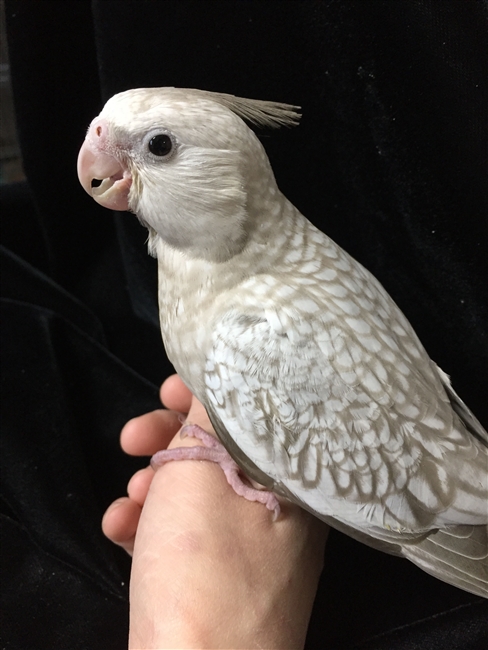 Cockatiel - White Face Cinnamon Pearl