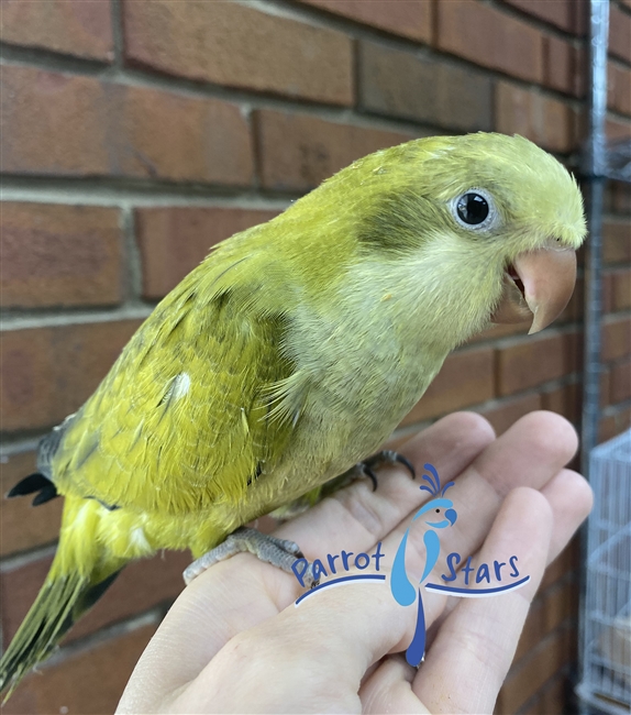 Quaker Parrot, Monk Parakeet For Sale