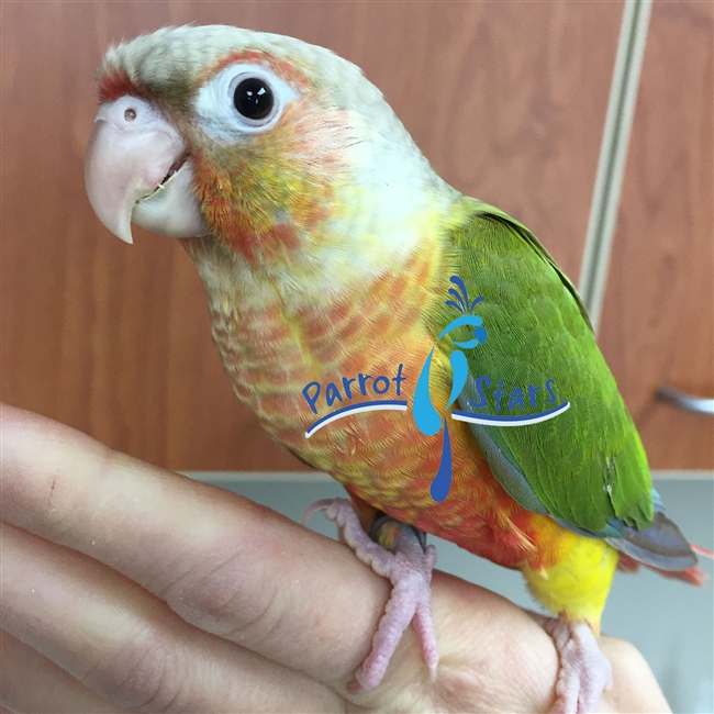 Green Cheek Conure - Pineapple