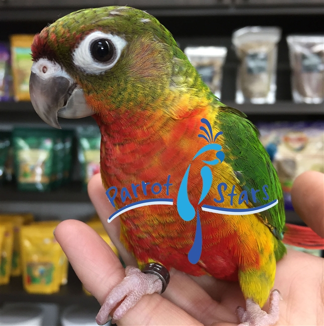 Green Cheek Conure - Red Factor