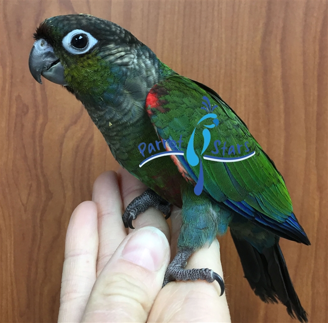 Crimson Belly Conure