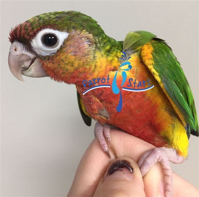 Green Cheek Conure - Red Factor