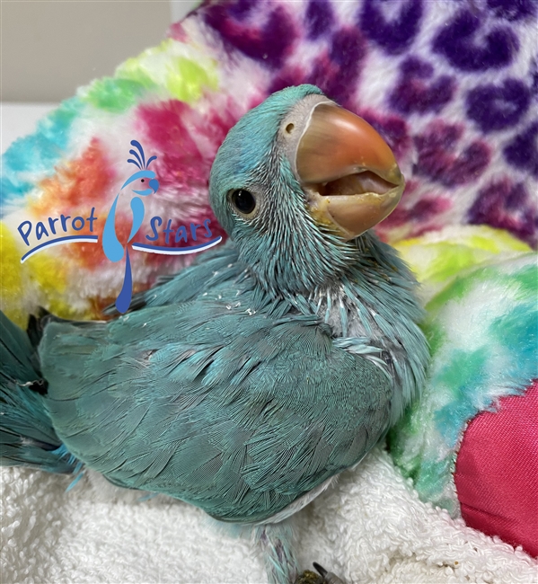 Indian Ringneck Parakeet Blue Female