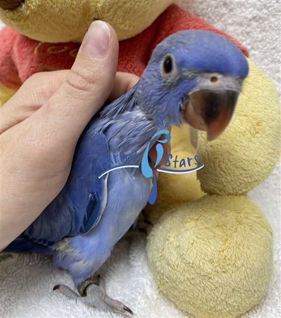 Indian Ringneck Parakeet - Violet - Male