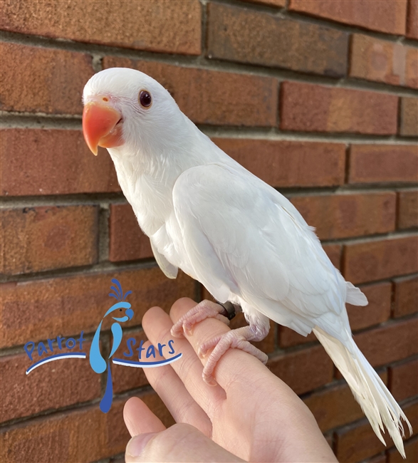 Indian Ringneck Parakeet For Sale