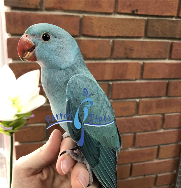 Indian Ringneck Parakeet For Sale