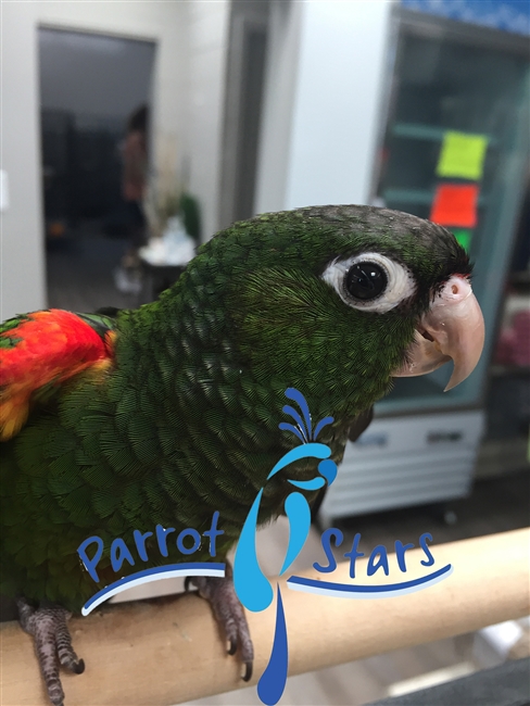 Fiery Shoulder Conure